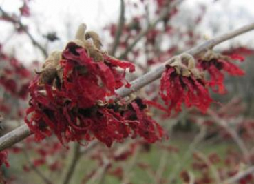 Rotblühende Zaubernuss Diane - Hamamelis intermedia - Winterblüher - Duft+